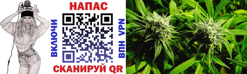 купить наркотики цена  Богданович  Канабис сатива 